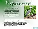 Серая цапля
