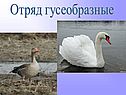 Отряд гусеобразные