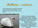 Лебедь - шипун
