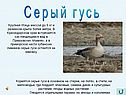 Серый гусь