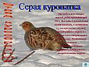 Серая куропатка