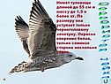 Серебристая чайка