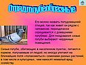 Отряд Голубеобразные