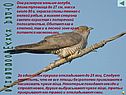Отряд Кукушкообразные