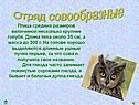 Отряд Совообразные