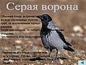 Серая ворона
