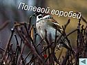 Полевой воробей