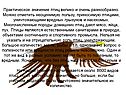 Практическое значение птиц велико и очень разнообразно