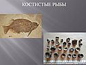 Костистые рыбы