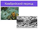 Кембрийский период