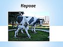 Корове