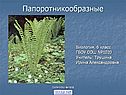 Папоротникообразные растения