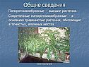 Общие сведения