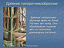 Древние папоротникообразные