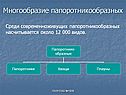 Многообразие папоротникообразных