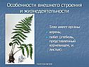 Особенности внешнего строения и жизнедеятельности