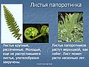 Листья папоротника