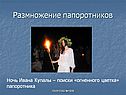 Размножение папоротников