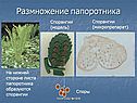 Спорангии