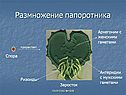 Архегонии с женскими гаметами