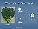 Женская гамета