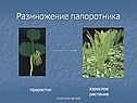 Взрослое растение