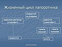 Жизненный цикл папоротника
