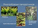 Многообразие папоротников