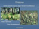 Плауны