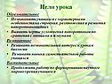 Черты усложнения папоротников