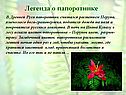 Папоротниковидные растения