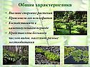 Общая характеристика