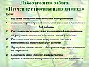 Изучение строения папоротника