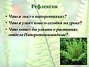 Папоротниковидные