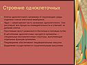 Строение одноклеточных
