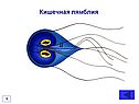 Кишечная лямблия