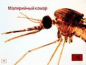 Малярийный комар