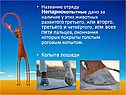 Непарнокопытные