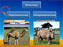 Парнокопытные и непарнокопытные