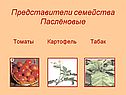 Представители семейства Паслёновые
