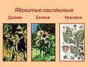 Паслёновые растения
