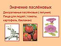 Значение паслёновых