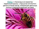 Пчёлы
