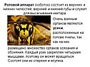 Ротовой аппарат