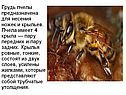 Грудь