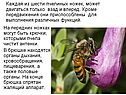 Органы дыхания