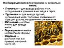 Ячейки разделяются по строению
