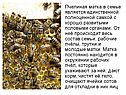 Пчелиная матка