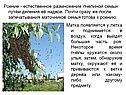 Роение