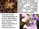 Цветочная пыльца